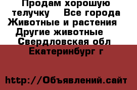 Продам хорошую телучку. - Все города Животные и растения » Другие животные   . Свердловская обл.,Екатеринбург г.